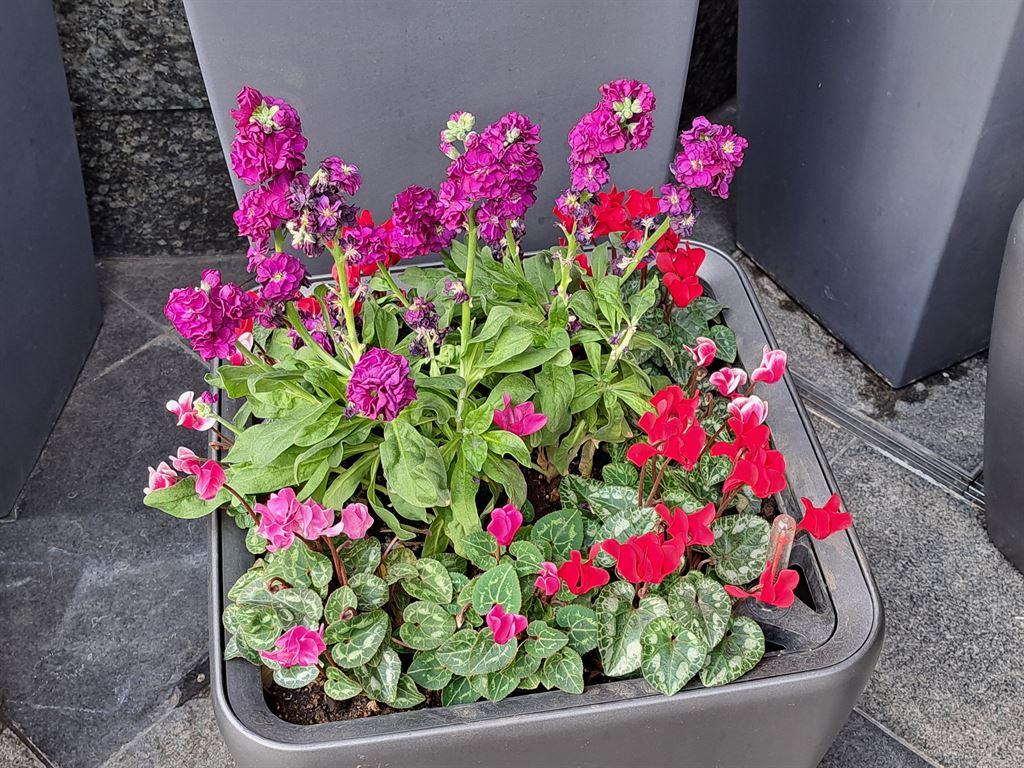 flowertub