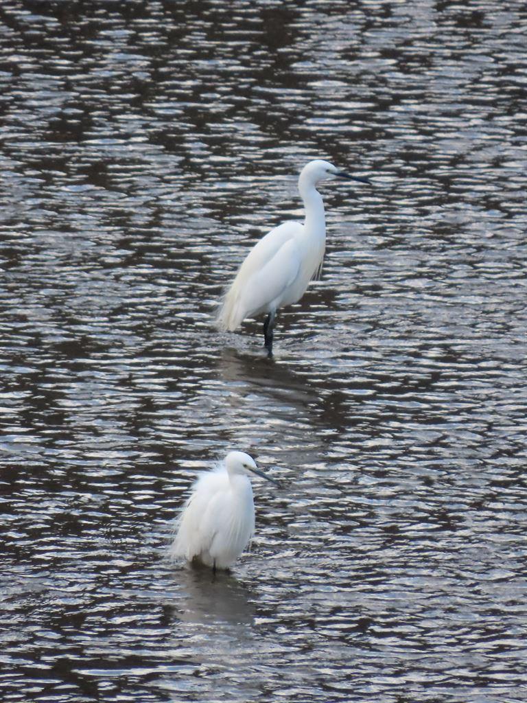 egrets2