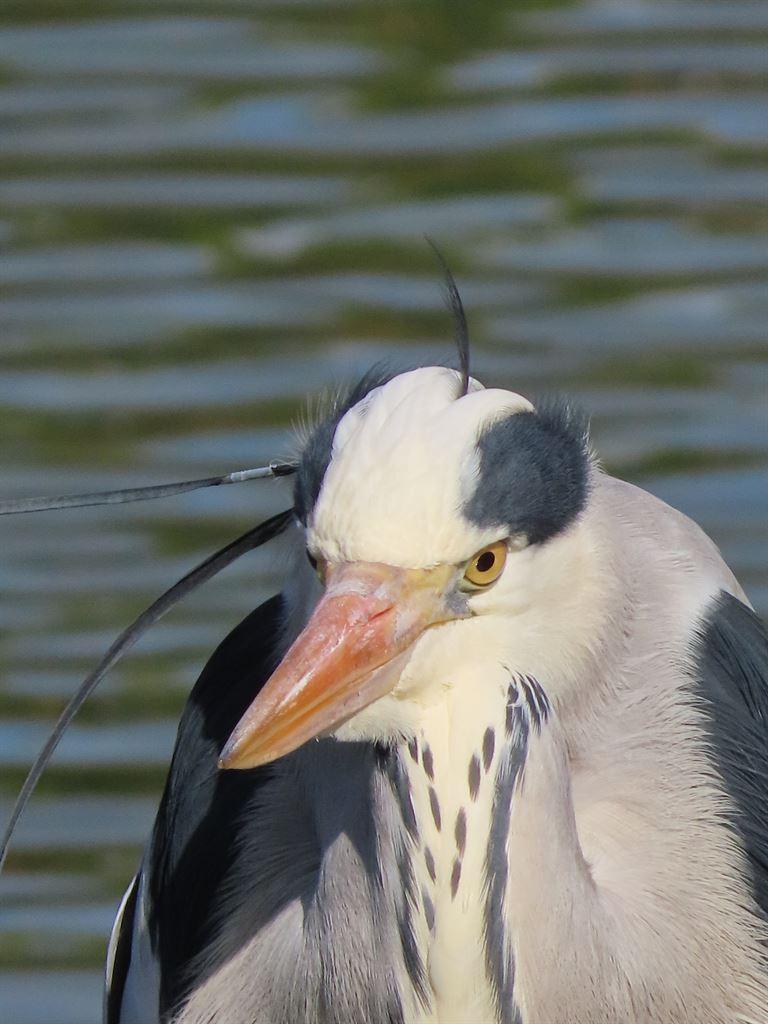 heron2