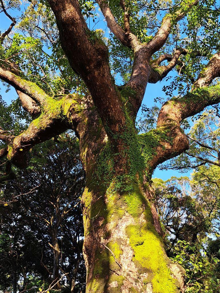 tree