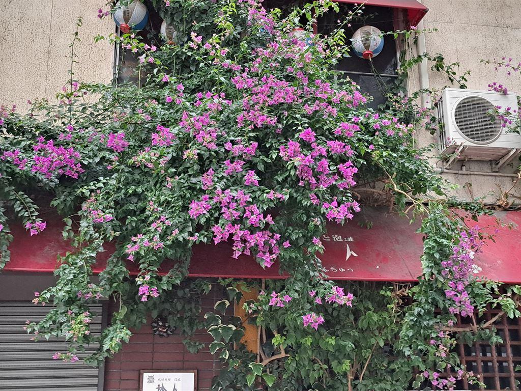 windowbox