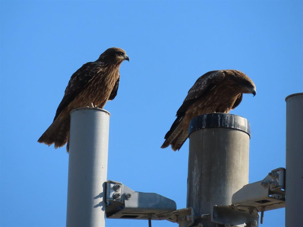 raptors