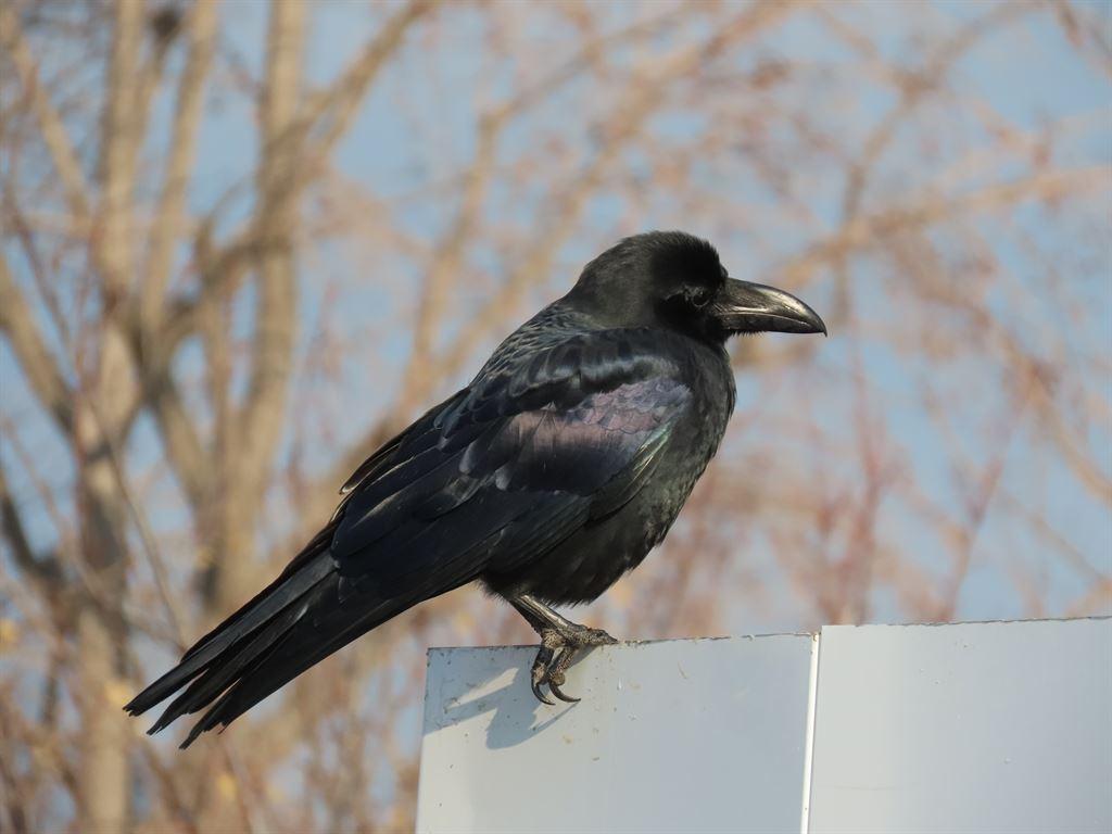 crow