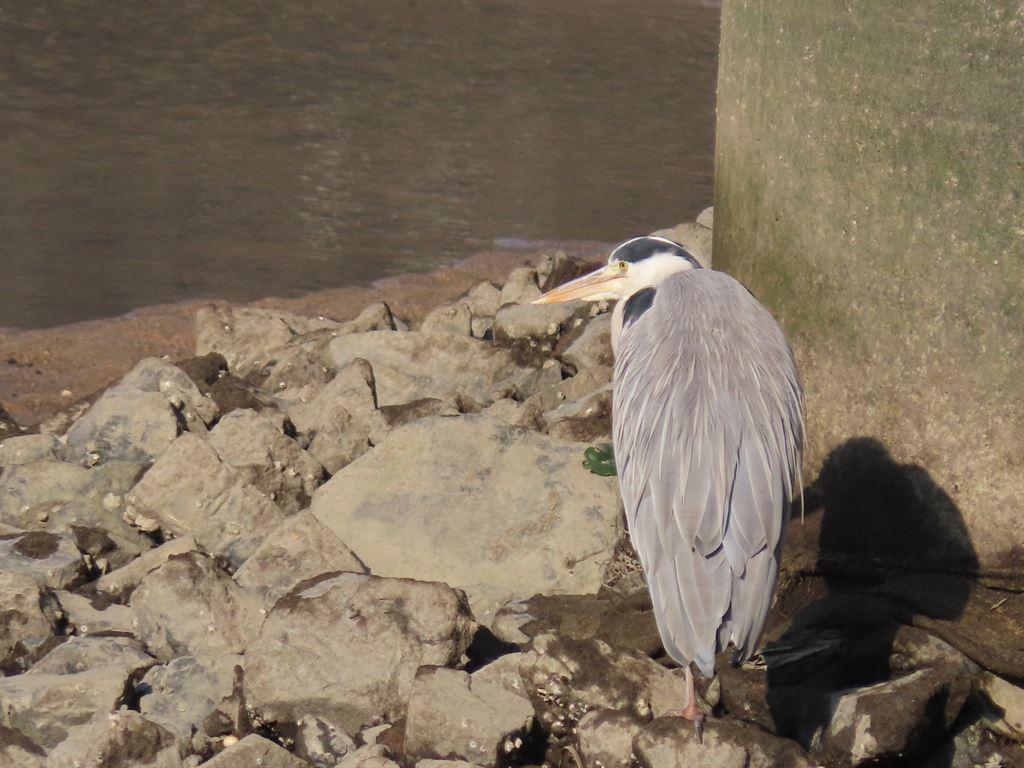 heron