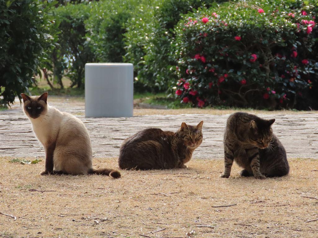 higashicats