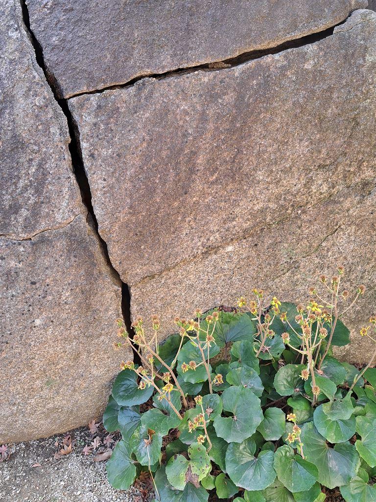 plant&rock