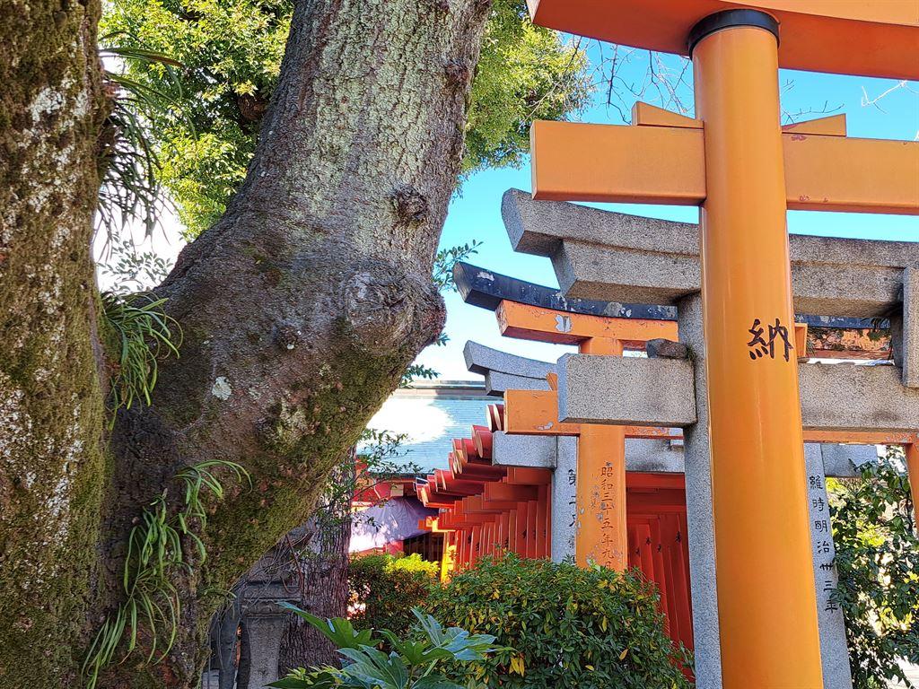 torii1