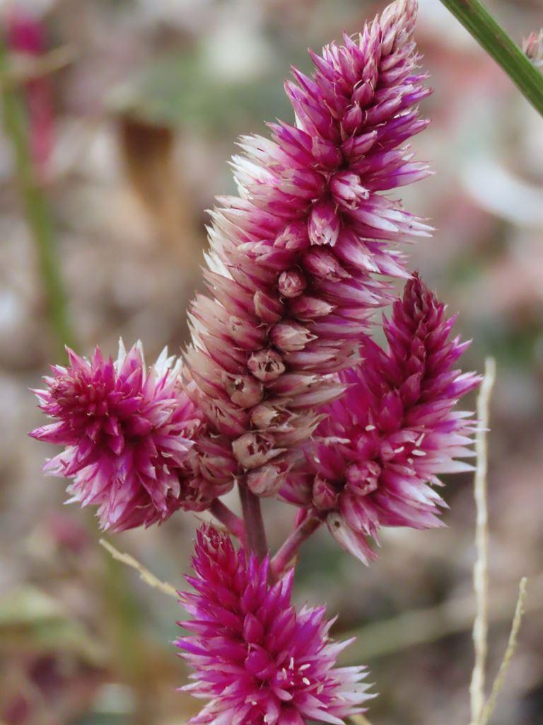 flower1