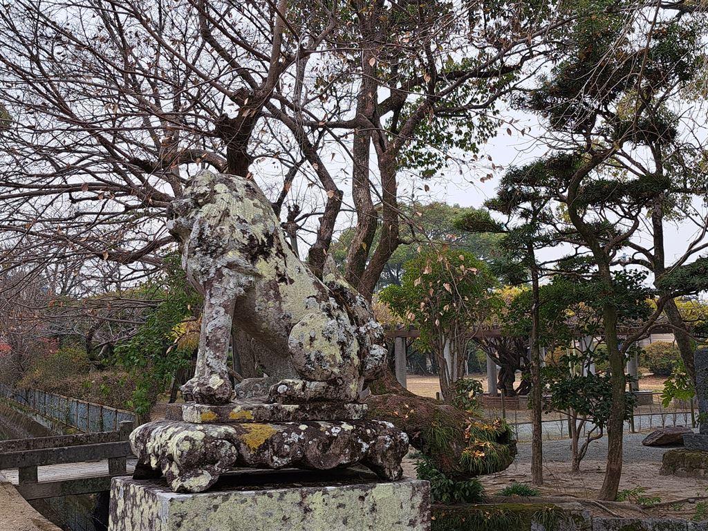 lion