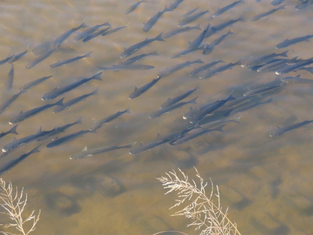 fish