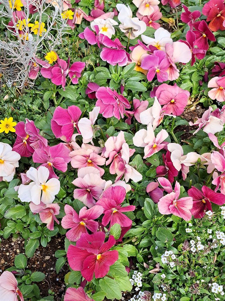 flower2