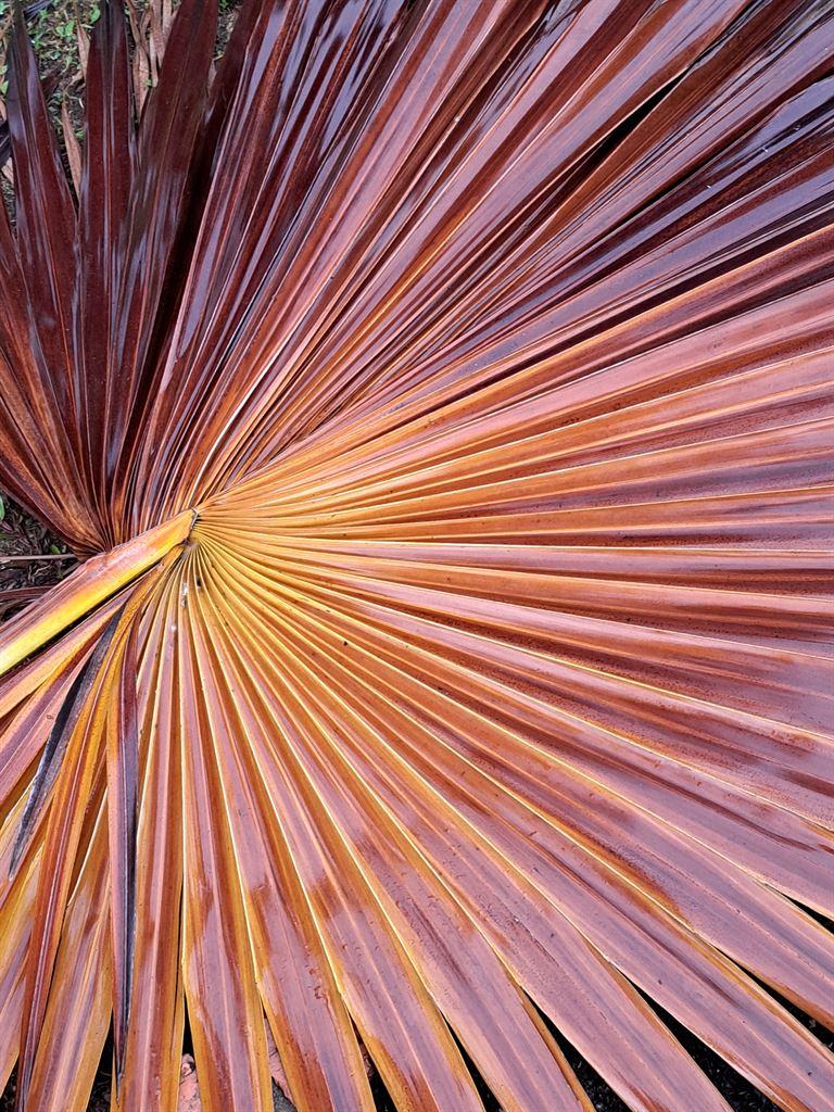 leaf