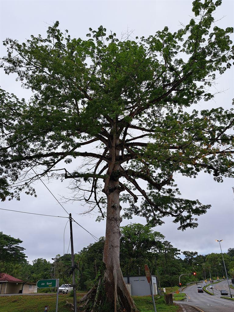 tree