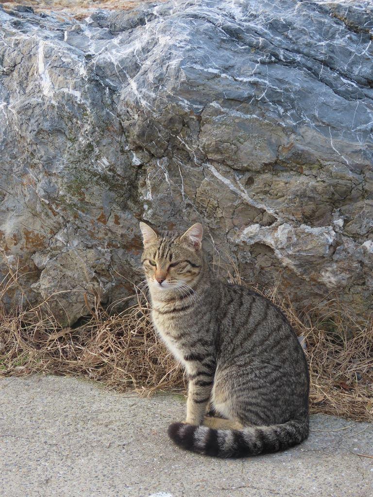 cat&rock