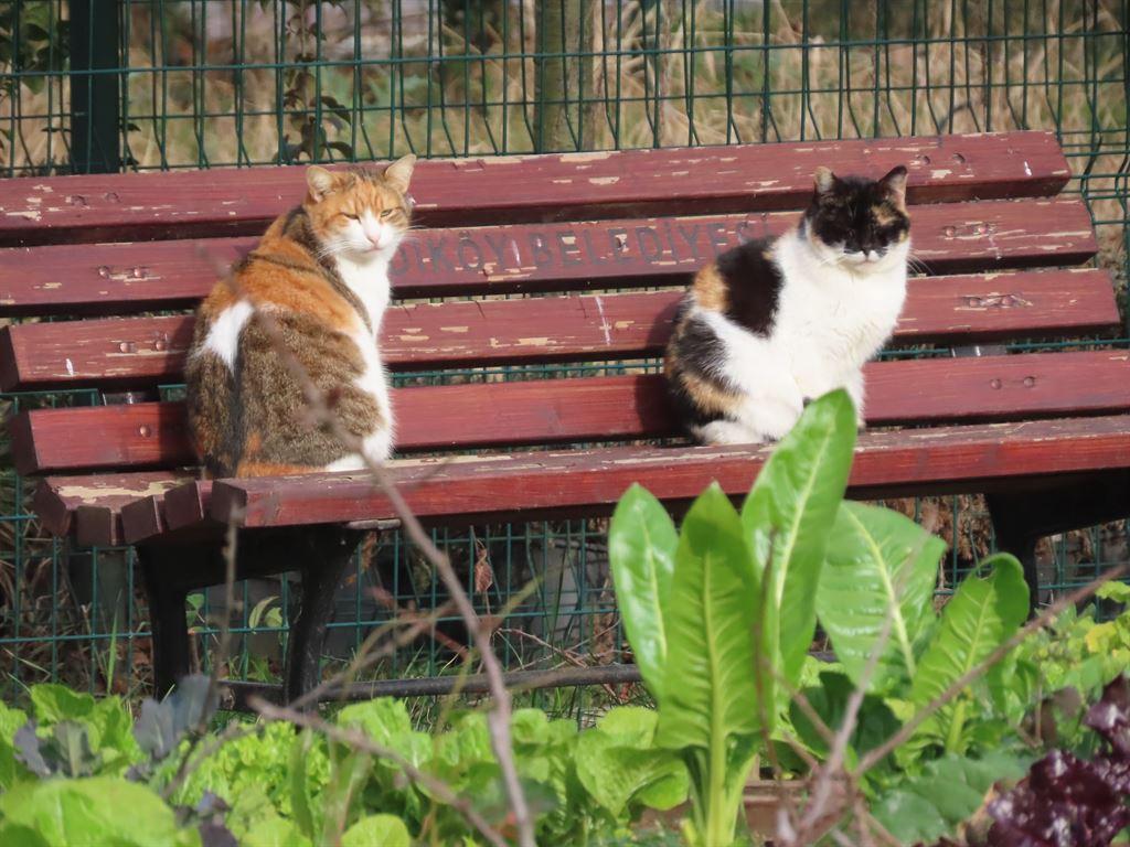 catsonbench