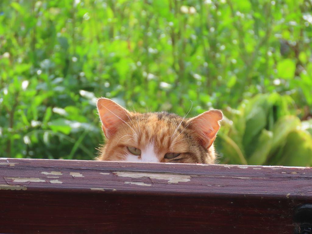catpeeping