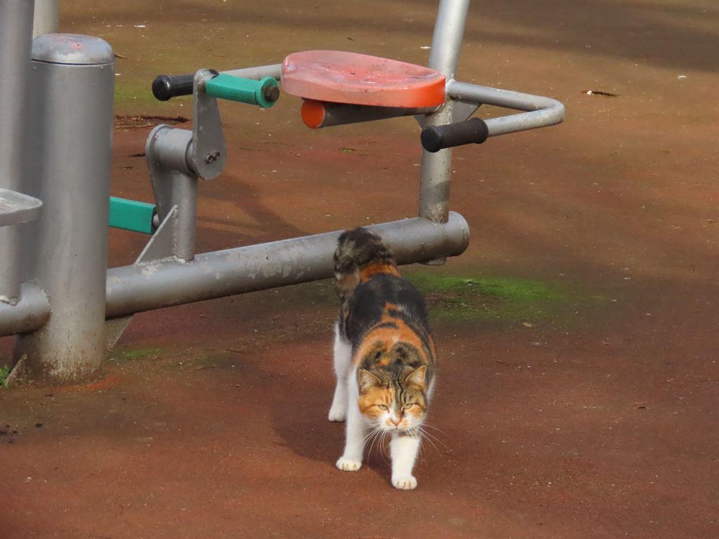 cataftergym