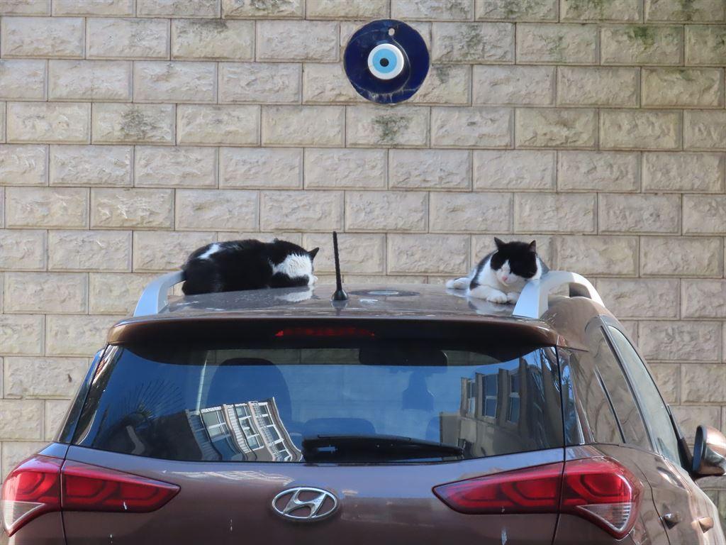 catsoncar