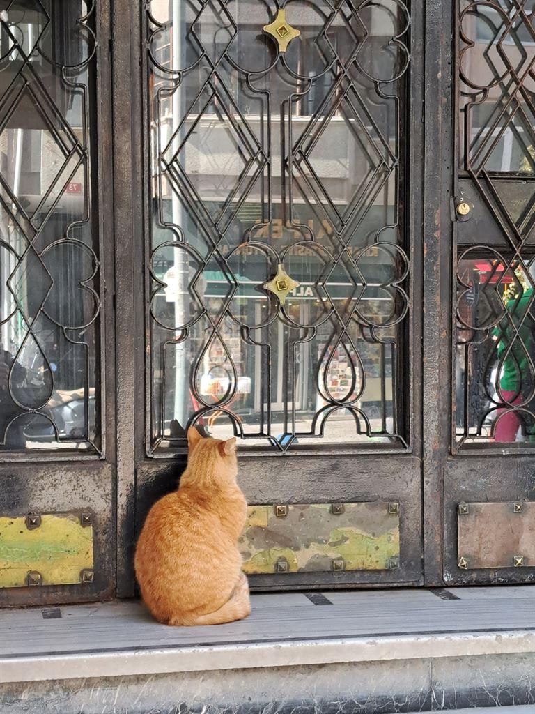 catatdoor
