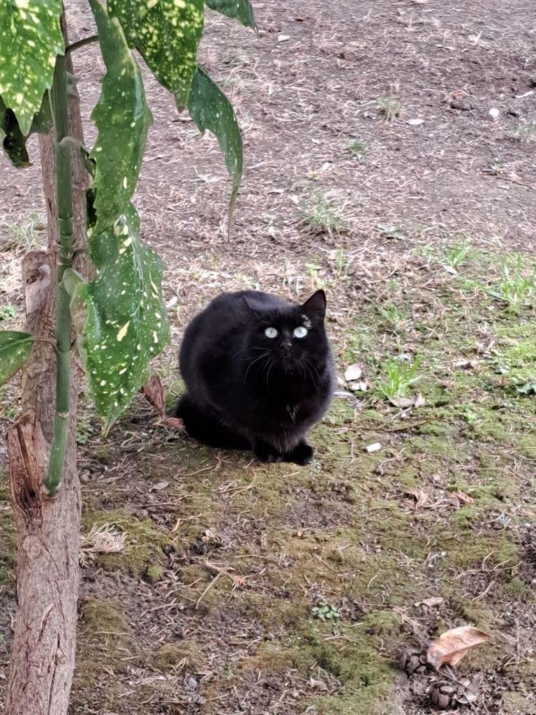 cat