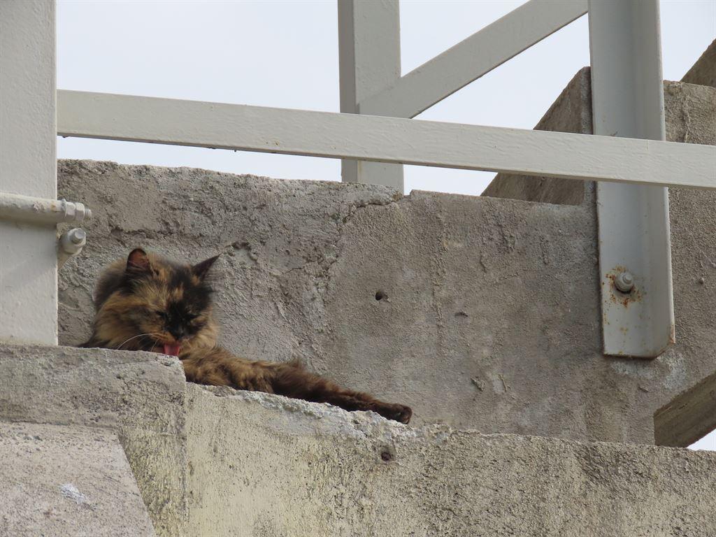 cat