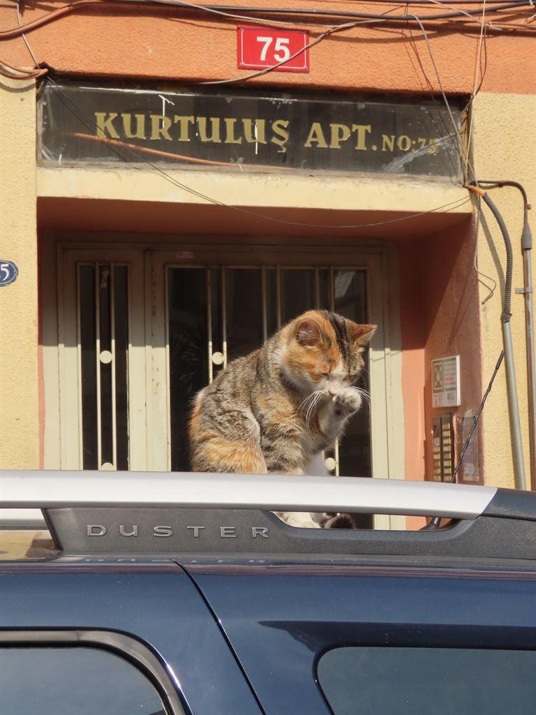 washingcat