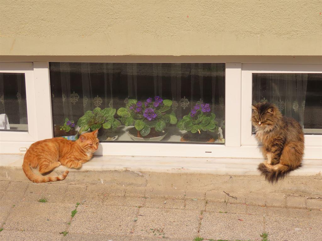 twocats