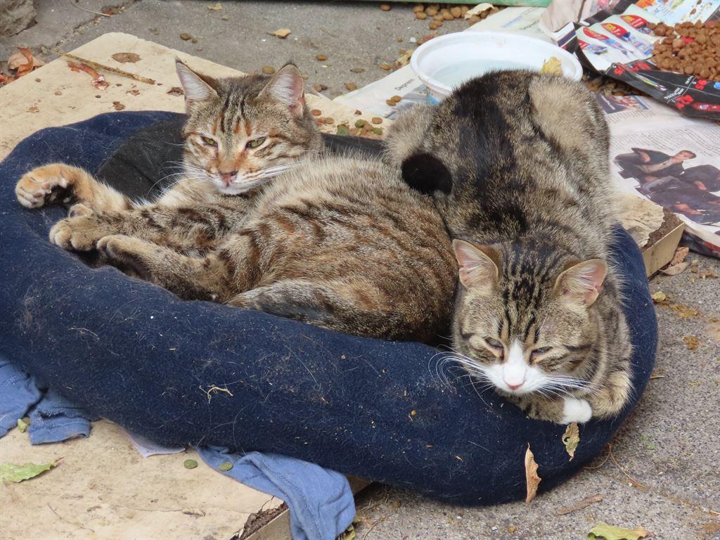 catbed