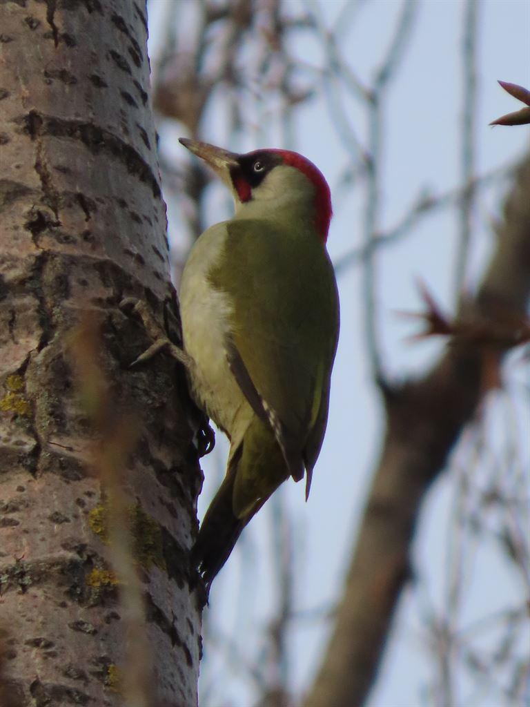 woodpecker1