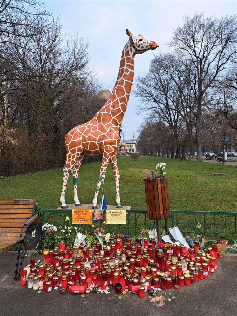 giraffe