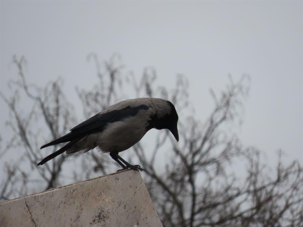crow