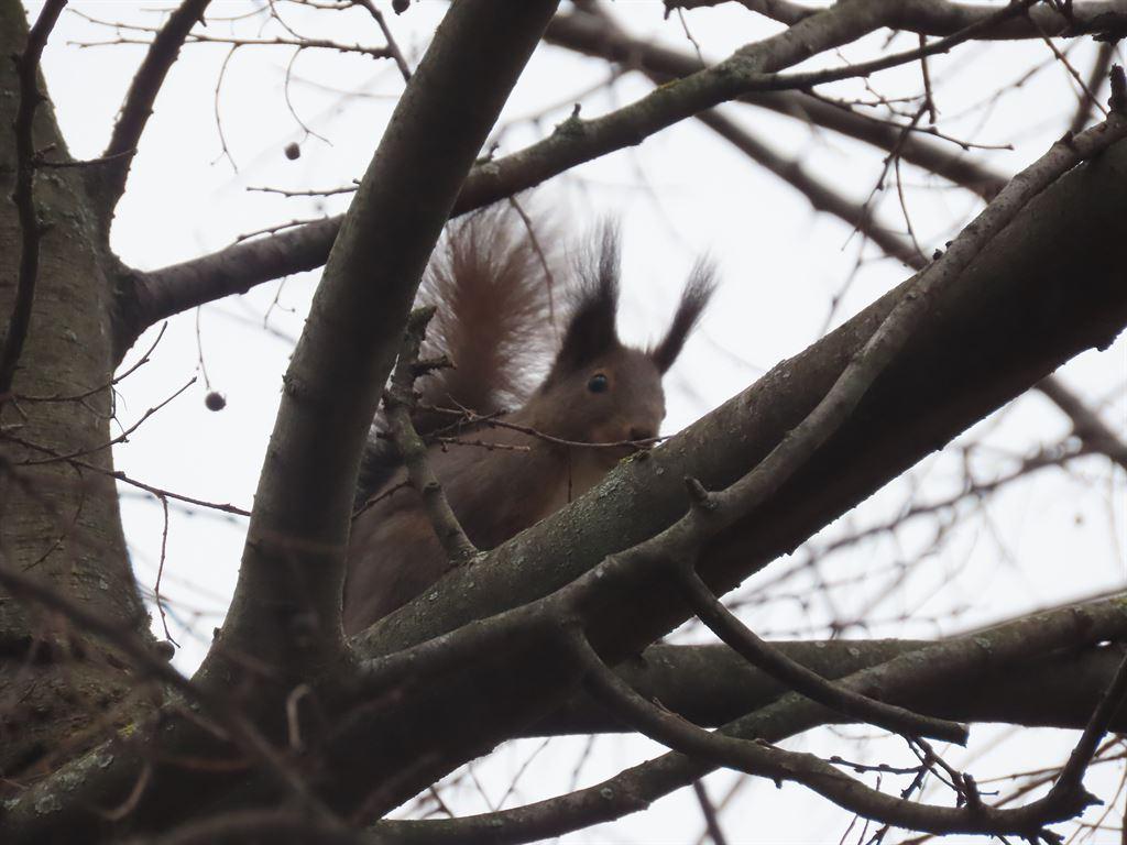 squirrel
