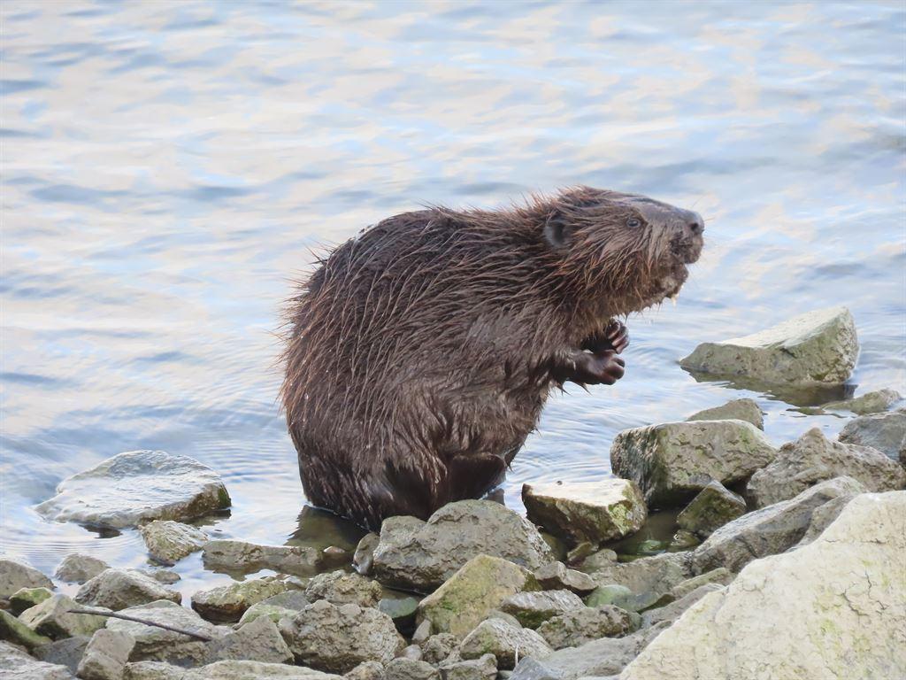 beaver2