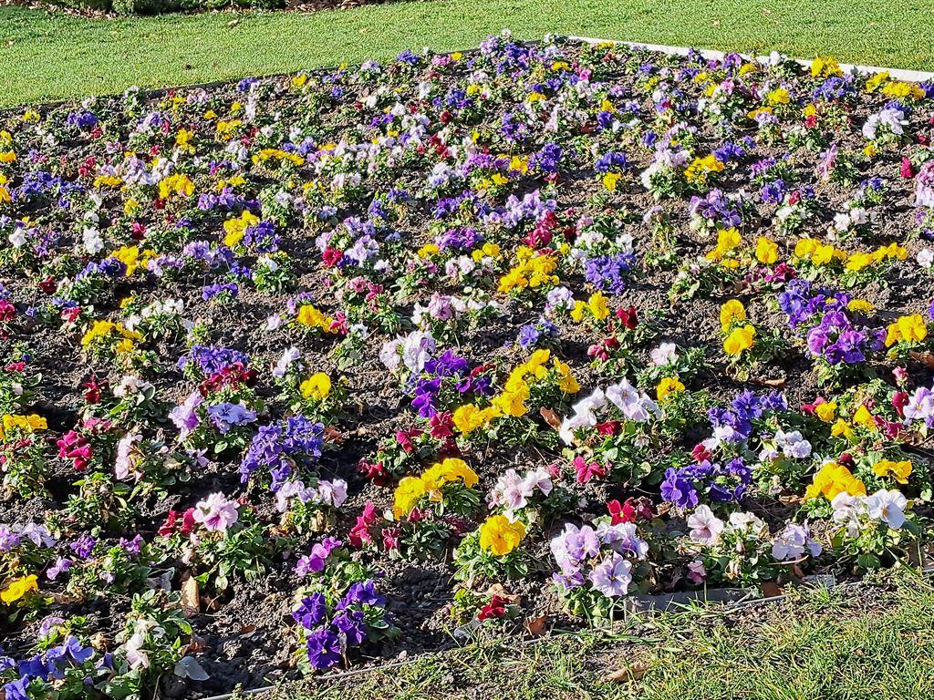flowers1