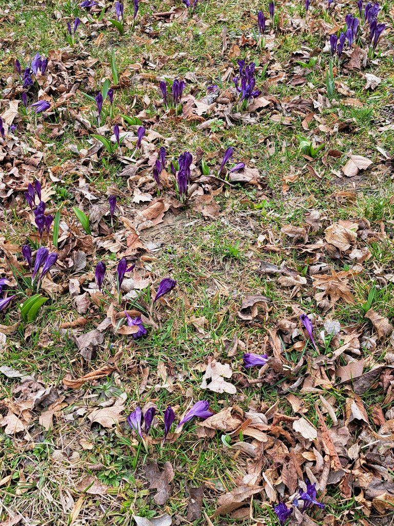 flowers2