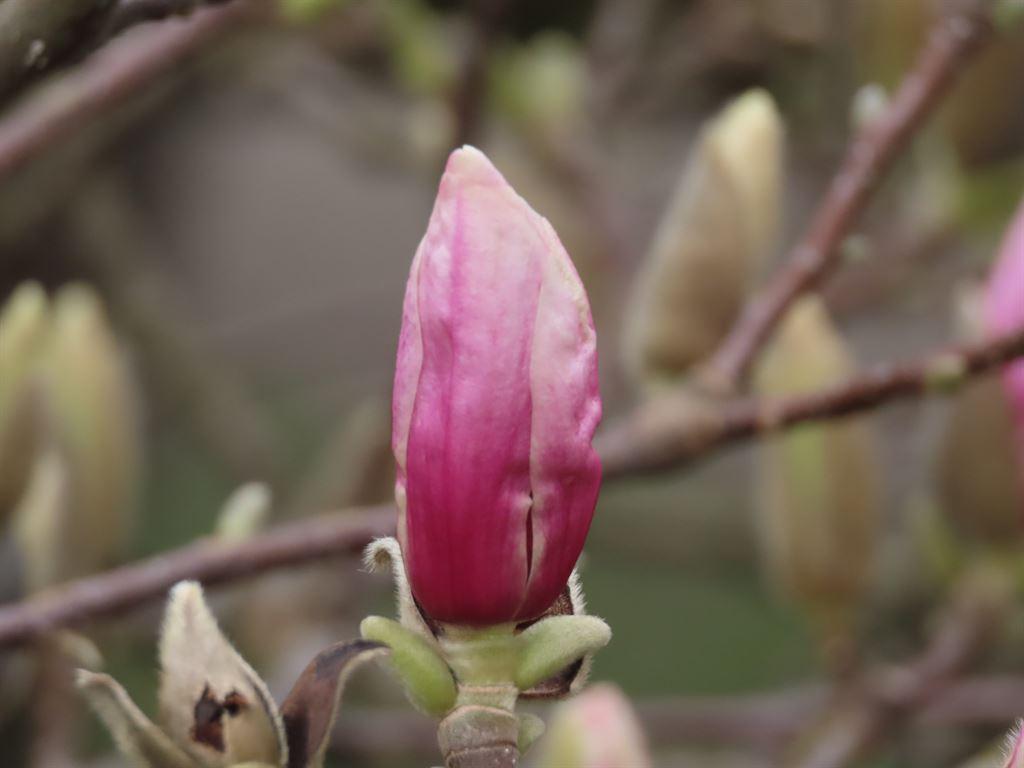 bud