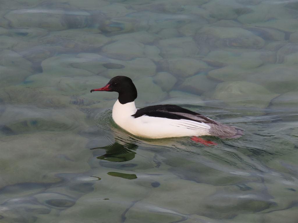 bird1