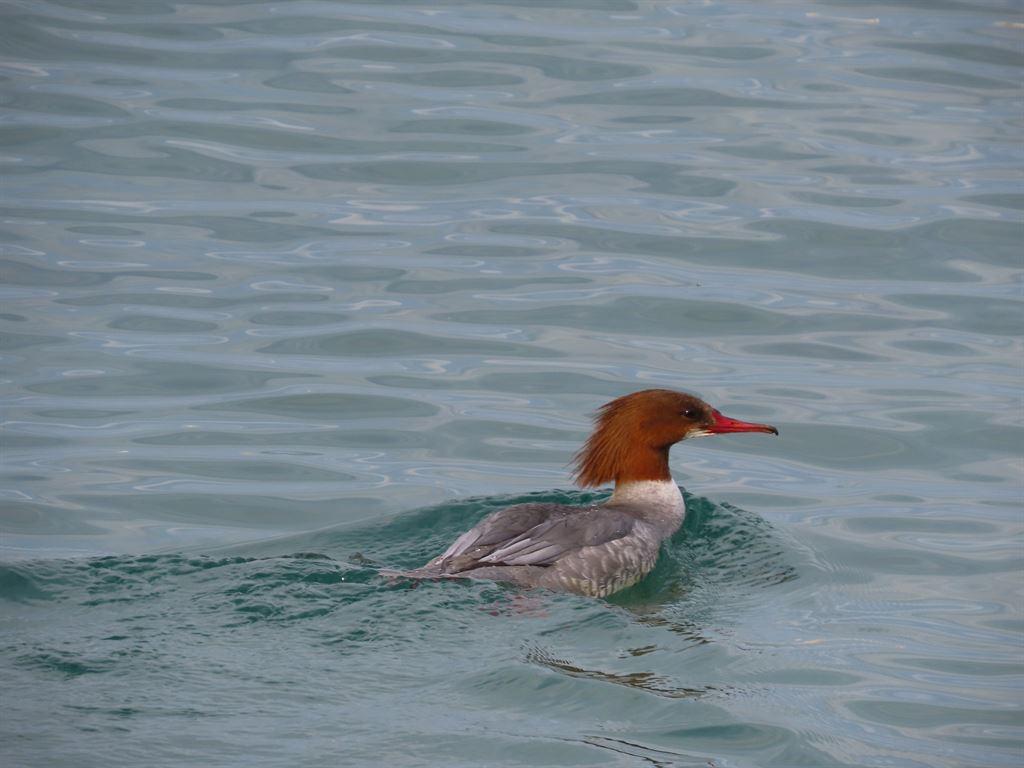 bird2