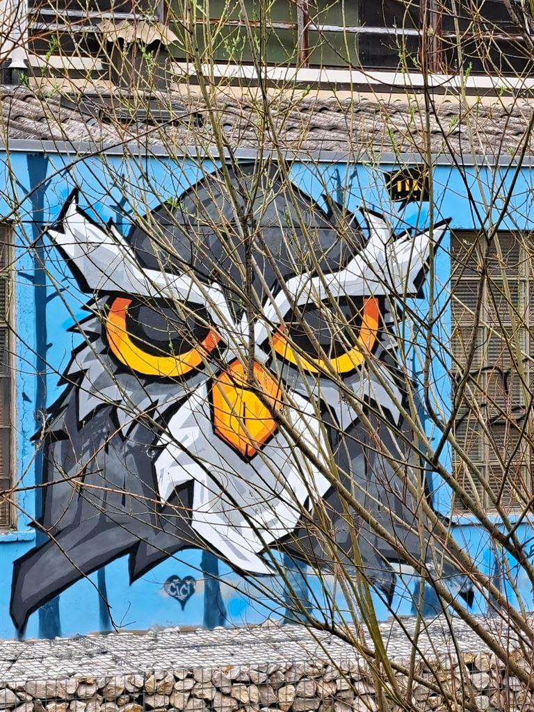 owl