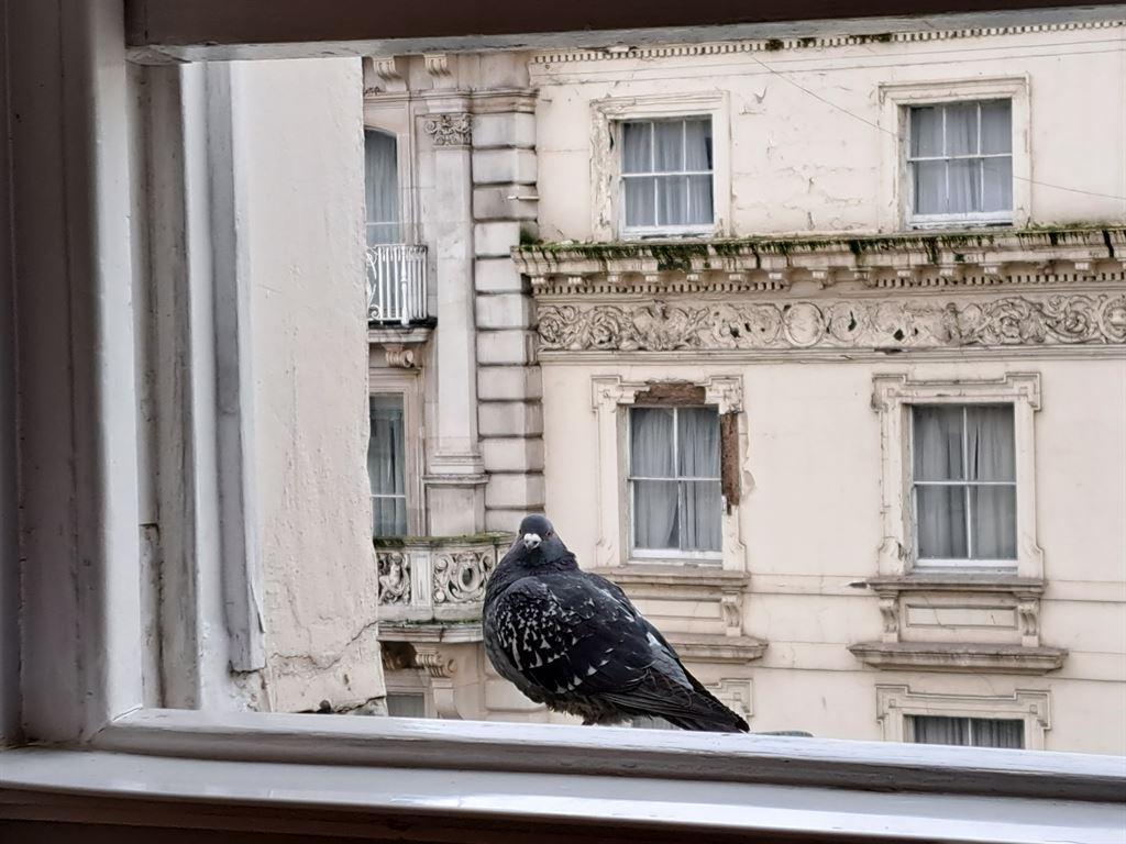pigeon