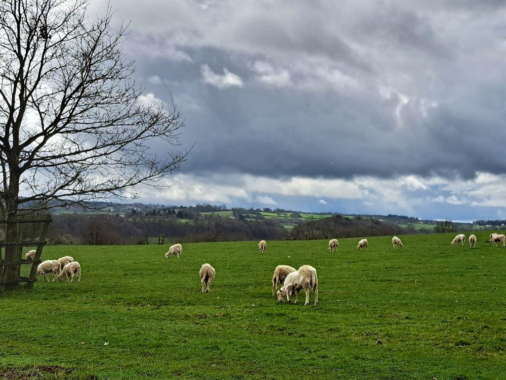 sheep