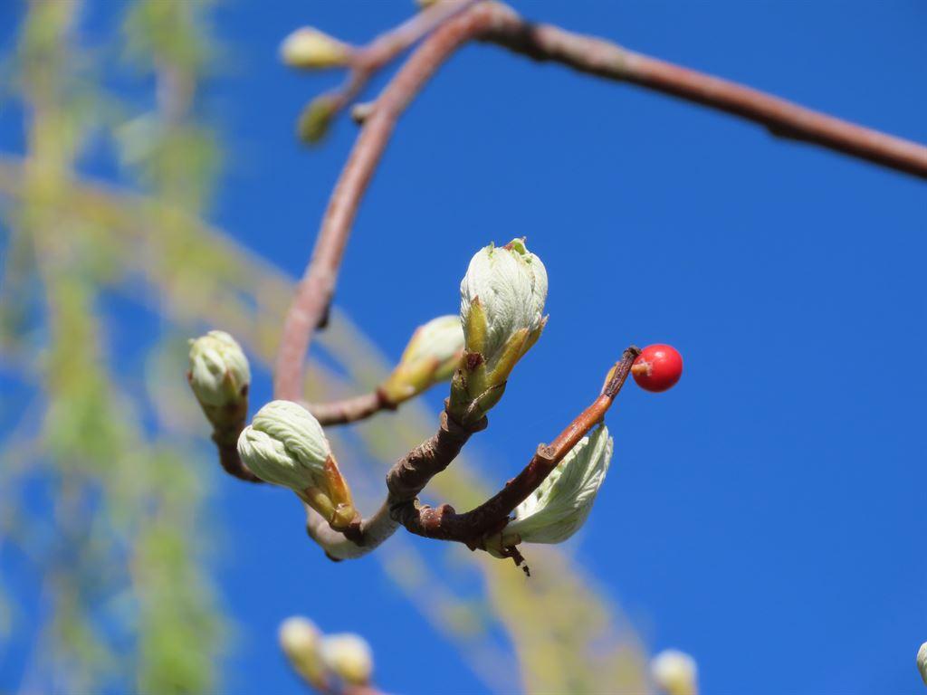 buds