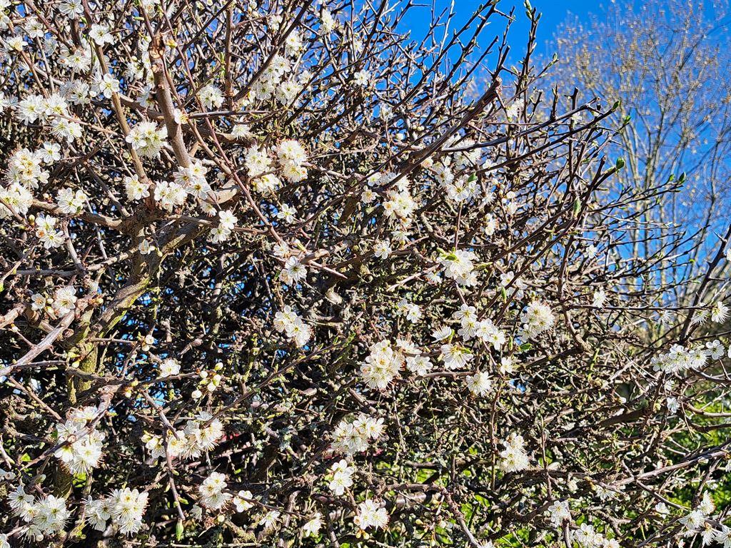 blossom