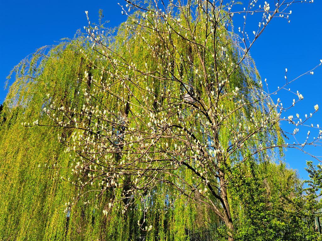 willow
