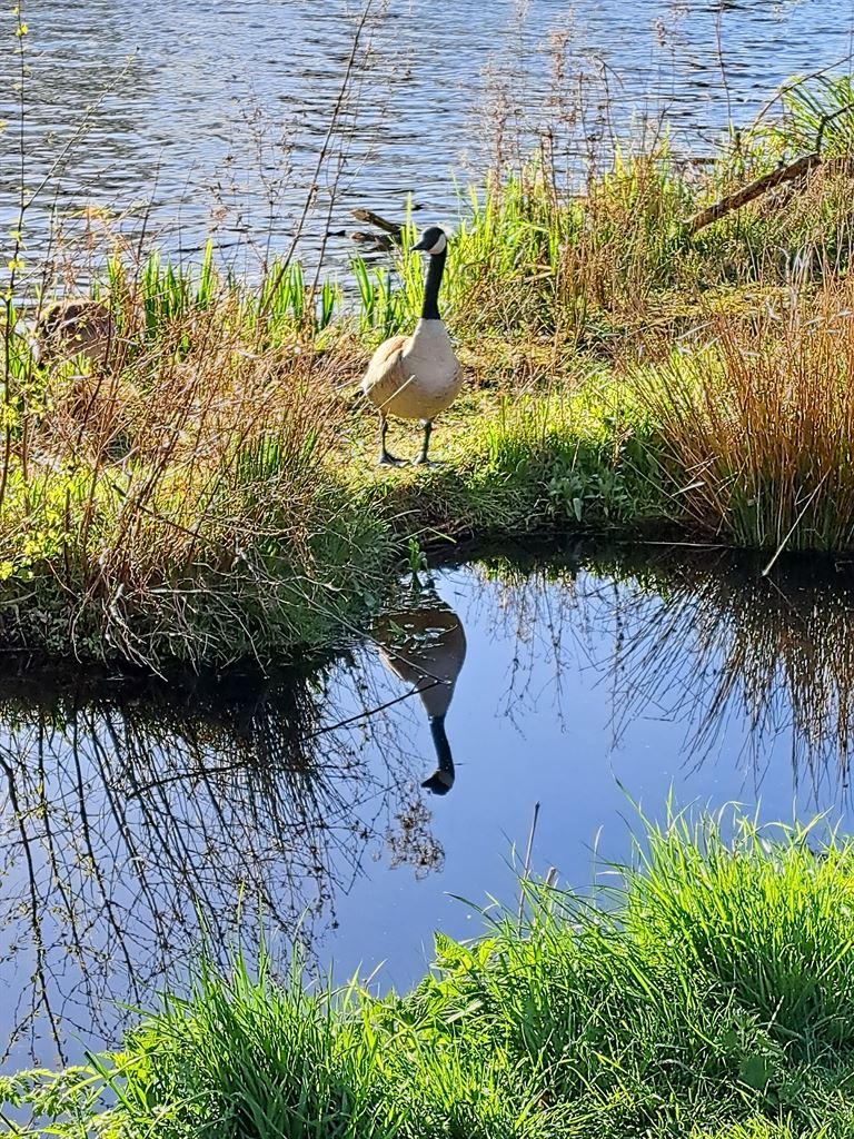 goose