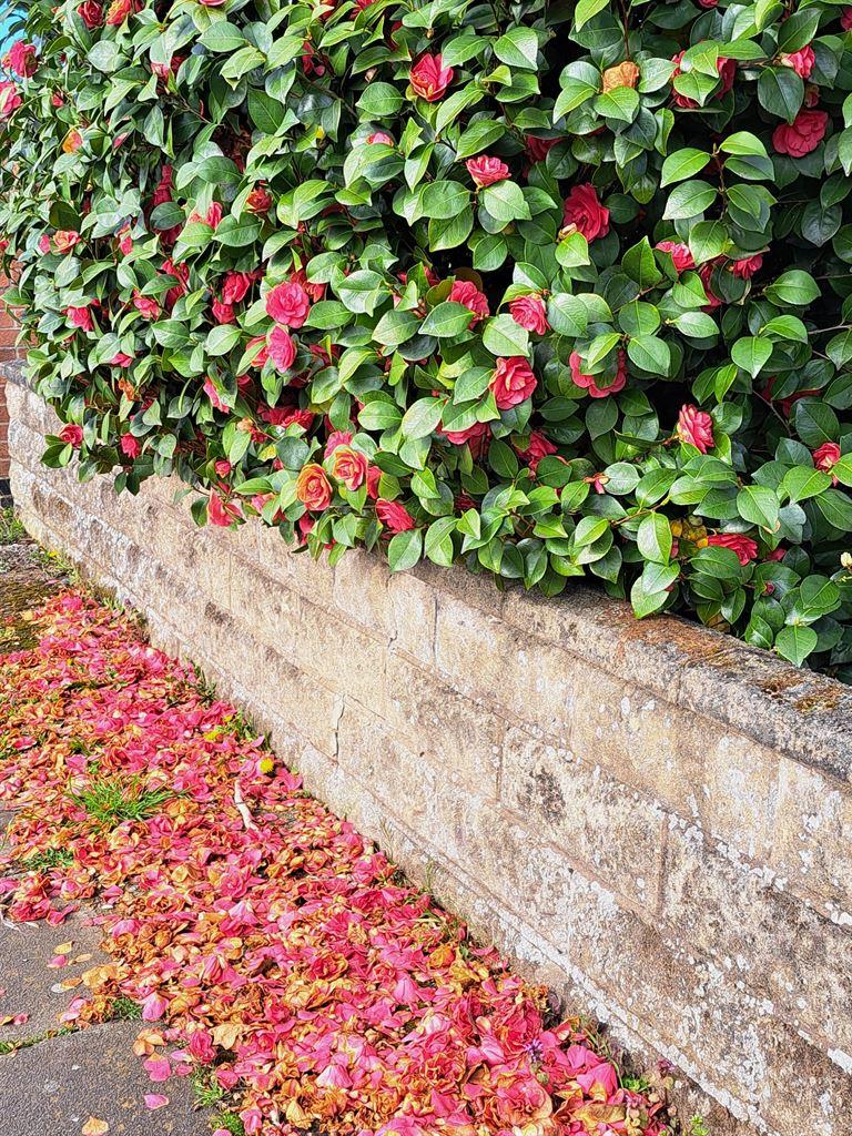 camellias