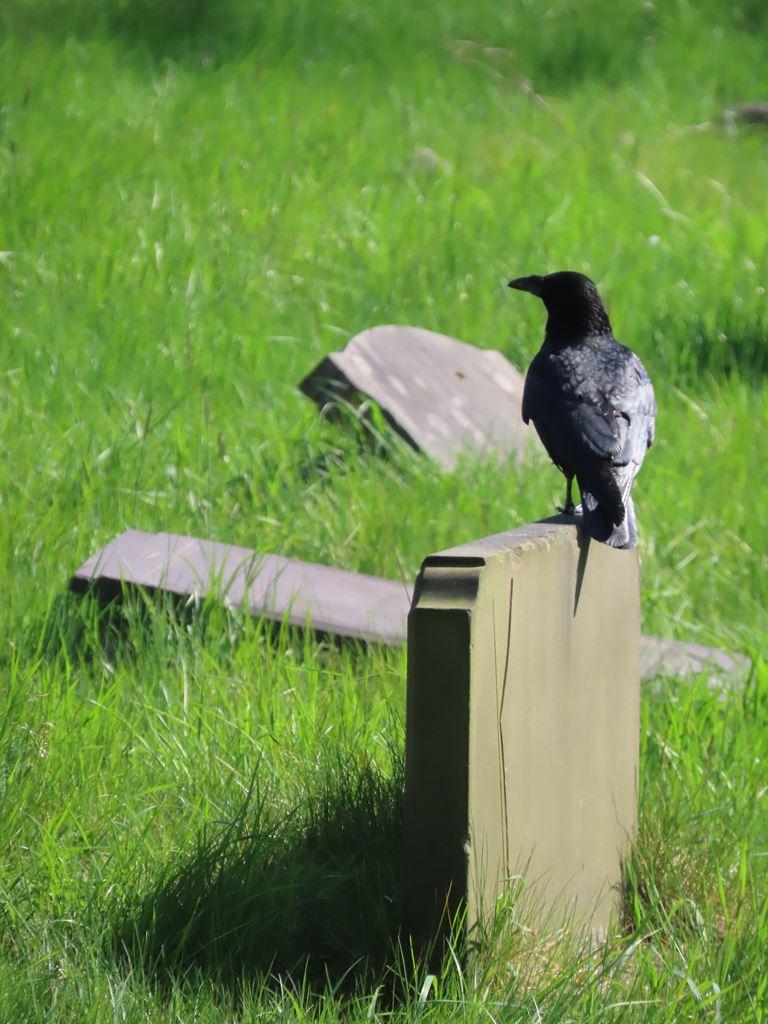 crow