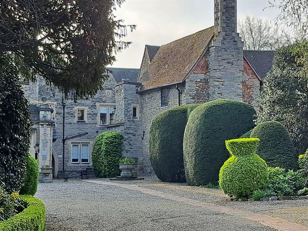 bushes