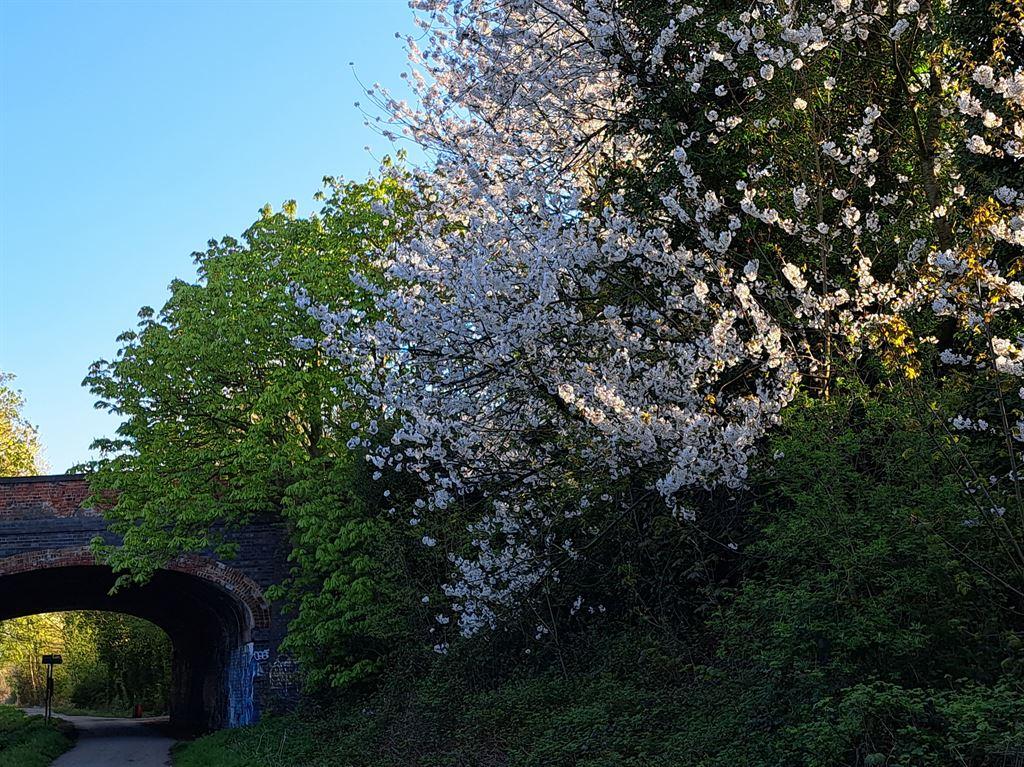 blossom