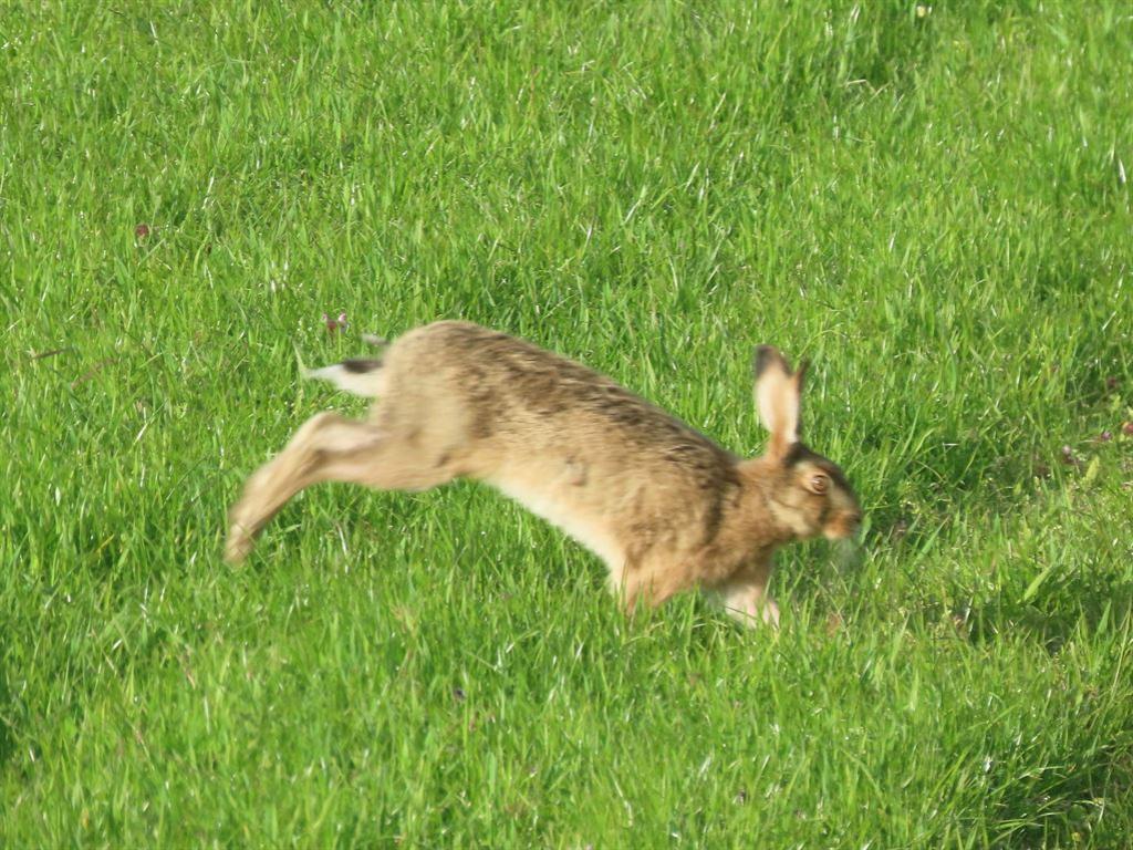 hare